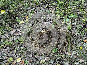 Small anthill in a mixed forest among trees, it is not yet one year old