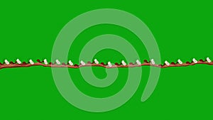 Small Ants Carrying Larvas on a Branch in Seamless Loop on a Green Screen