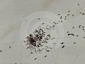 Small ants clustered on white tile surface
