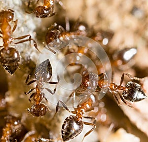 Small ants in nature. macro