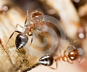 Small ants in nature. macro