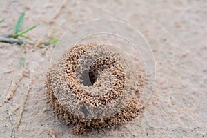 .Small ants nest in the ground