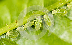 A small aphid on a green plant photo