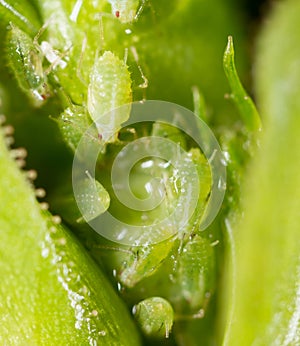 A small aphid on a green plant