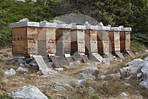 Small apiary with bee hives farm photo