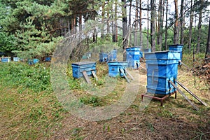 A small apiary, bee yard with many blue beehives with honeybees transported to the pine forest close to a sunflower field