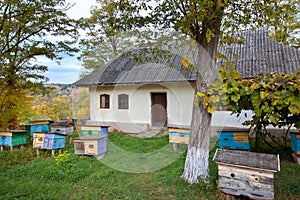 Small apiary with colorful hives in a yard of traditional old country house, cloudy autumn day, green ecological tourism