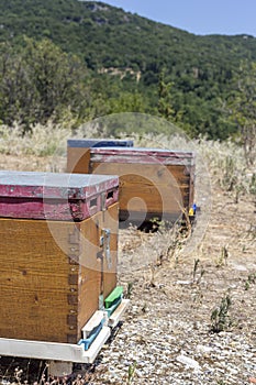 Small apiary in the mountains on a summer day Greece, Pelio