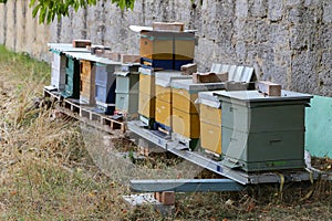 A small apiary near the wall