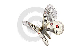 Small Apollo in flight