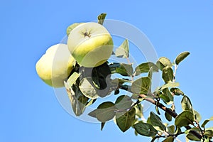 Small apple quince fruit orchard in eastern Europe