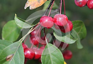 Small Apple tree in the Fall