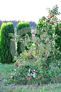 Small apple tree in garden