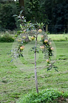 Small Apple Tree growing in a garden