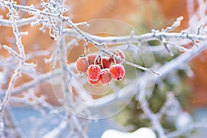 Small apples on a branch covered with hoarfrost in ice crystals.