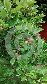 Small apples growing on a tree branch