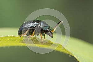 A small approx 3mm shiny beetle