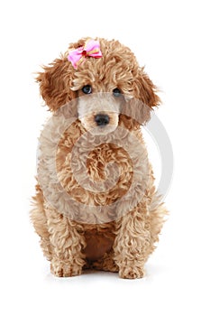 Small apricot poodle with pink bow