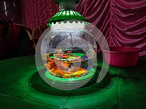 This is a small aquarium with gold fish inside in-this aquarium