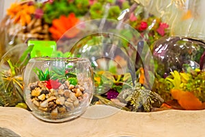 Small aquariums with pebbles and seaweed as a decoration in the house