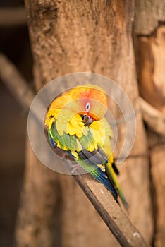 Small Ara parrot. Macaw on the branch cleaning it wool.