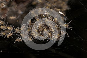 Small Araneoid Spiders