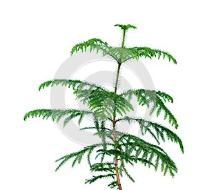 Small Araucaria tree isolated