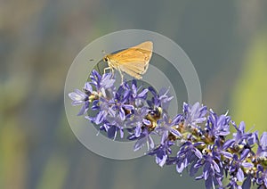 Small Arogos Skipper Butterfly on Pickerelweed photo