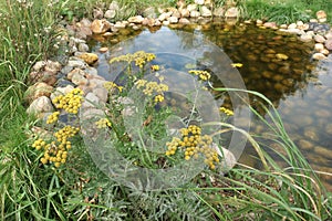 Small Artificial Decorative Pond On The Backyard In Summer