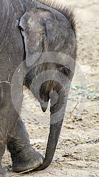 Small Asian elephant Elephas maximus