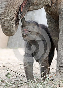 Small Asian elephant Elephas maximus near mother