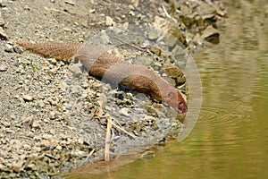 Small asian mongoose