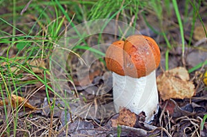 Small aspen mushroom