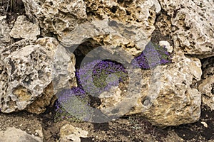 Small aubrieta shrubs growing at limestone boulders