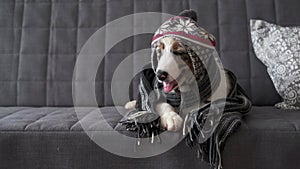 Small Australian shepherd puppy dog wearing striped scarf, hat