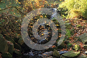 Small autumn brooklet