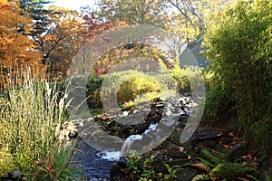 Small autumn brooklet