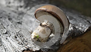 Small autumn mushroom on a wooden background. Natural light, nature, beautiful picture