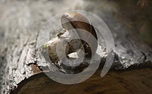 Small autumn mushroom on a wooden background. Natural light, nature, beautiful picture