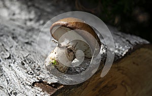 Small autumn mushroom on a wooden background. Natural light, nature, beautiful picture