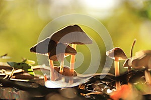 Small autumn mushrooms in sunlight