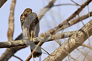 Small avian perched atop a leafy branch against a backdrop of a tree in a natural setting