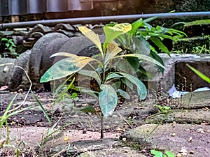 small Avocado or Chacruna plants photo