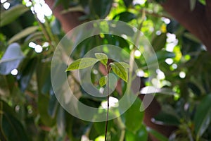 Small avocado plant on vegetation background