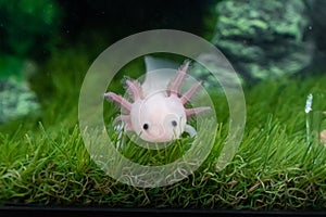 Small Axolotl Ambystoma mexicanum walking on a grass in aquarium. Baby amphibian or salamander in a fish tank