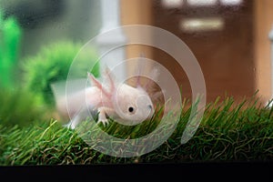 Small Axolotl Ambystoma mexicanum walking on a grass in aquarium. Baby amphibian or salamander in a fish tank