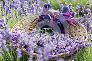 Small babies shoes in lavender field