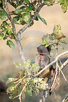 Small baboon in big tree