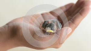 a small baby bird falling out of a nest in the palm of a person. Nestling bird