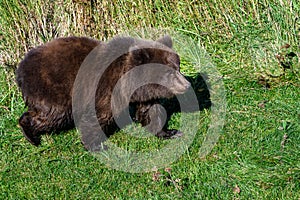 Small baby brown bear cub walking on a grassy riverbank on a sunny day, Brooks River, Katmai National Park, Alaska